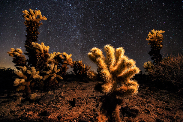Cholla Cactus Garden in Joshua Tree National Park
